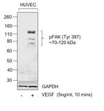 Phospho-FAK (Tyr397) Antibody in Western Blot (WB)