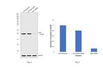 BAD Antibody in Western Blot (WB)