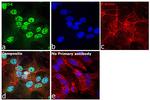 BRD4 Antibody in Immunocytochemistry (ICC/IF)