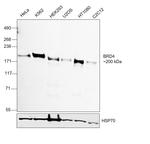 BRD4 Antibody in Western Blot (WB)