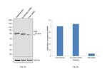 PKR Antibody in Western Blot (WB)