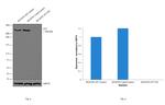 Huntingtin Antibody in Western Blot (WB)