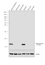 alpha Synuclein Antibody in Western Blot (WB)