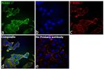 PLCG1 Antibody in Immunocytochemistry (ICC/IF)