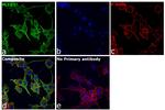 PLCG1 Antibody in Immunocytochemistry (ICC/IF)