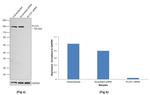 PLCG1 Antibody in Western Blot (WB)