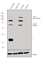 CD171 (L1CAM) Antibody