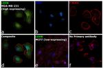 LDHB Antibody in Immunocytochemistry (ICC/IF)