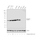 Beta III Tubulin Antibody in Western Blot (WB)