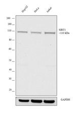 SIRT1 Antibody in Western Blot (WB)