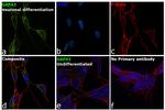 GAP43 Antibody