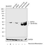 GAP43 Antibody