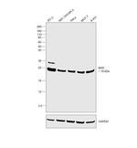 BAD Antibody in Western Blot (WB)