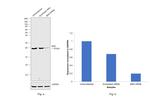 BAD Antibody in Western Blot (WB)