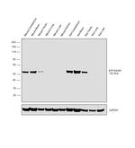 beta-3 Tubulin Antibody in Western Blot (WB)