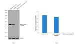 beta-3 Tubulin Antibody