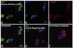 Syk Antibody in Immunocytochemistry (ICC/IF)