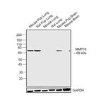 MMP16 Antibody