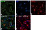 MMP16 Antibody in Immunocytochemistry (ICC/IF)