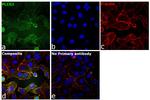 PLCG1 Antibody in Immunocytochemistry (ICC/IF)