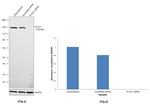 PLCG1 Antibody in Western Blot (WB)