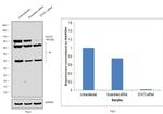 STAT3 Antibody in Western Blot (WB)