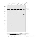 PLCG2 Antibody in Western Blot (WB)