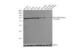 NGFR Antibody in Western Blot (WB)