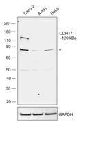 CDH17 Antibody in Western Blot (WB)