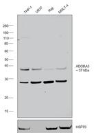 Apelin Receptor Antibody in Western Blot (WB)