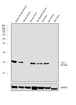 DJ-1 Antibody