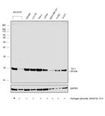 DJ-1 Antibody in Western Blot (WB)