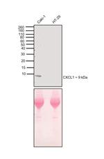 CXCL1 Antibody in Western Blot (WB)