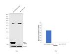 SOD1 Antibody in Western Blot (WB)