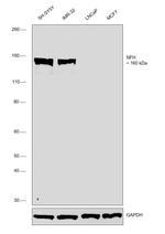 NF-H Antibody in Western Blot (WB)