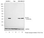 M-CSF Antibody