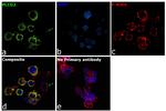 PLCG2 Antibody in Immunocytochemistry (ICC/IF)