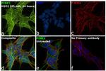 PINK1 Antibody in Immunocytochemistry (ICC/IF)