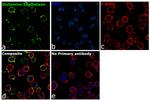 Glutamine Synthetase Antibody in Immunocytochemistry (ICC/IF)