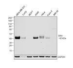 DR4 Antibody in Western Blot (WB)