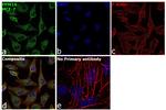 PPM1A Antibody in Immunocytochemistry (ICC/IF)