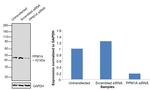 PPM1A Antibody in Western Blot (WB)