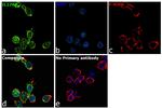 IL-17Ra Antibody in Immunocytochemistry (ICC/IF)