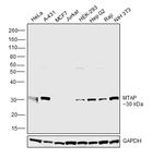 MTAP Antibody in Western Blot (WB)