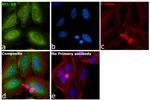 Bcl-10 Antibody in Immunocytochemistry (ICC/IF)