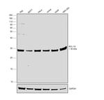 Bcl-10 Antibody in Western Blot (WB)