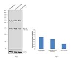 Bcl-10 Antibody in Western Blot (WB)