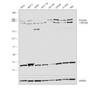 POLR2A Antibody in Western Blot (WB)