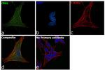 CrkL Antibody in Immunocytochemistry (ICC/IF)