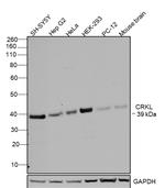 CrkL Antibody in Western Blot (WB)